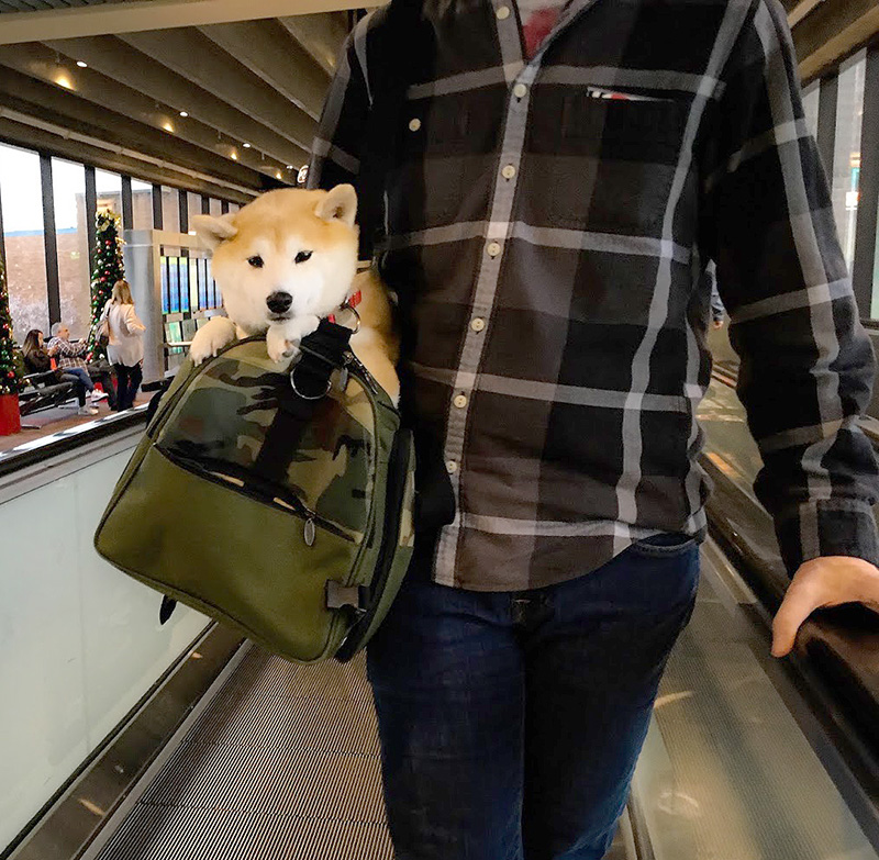 Custom Made Expandable Airline travel carrier for a 17 lbs. Shiba Inu